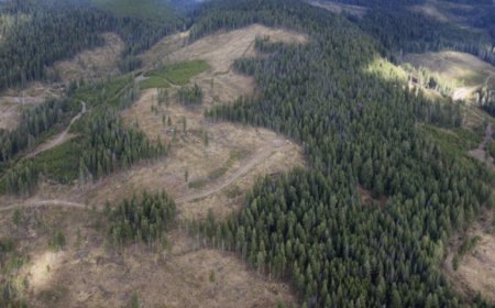 Westhaven Gold PEA gives Shovelnose 534,000-oz output over 9.5-year life