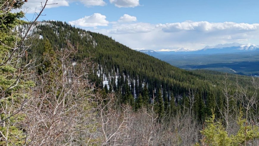 Gladiator reports high-grade copper at Cowley Park in Yukon
