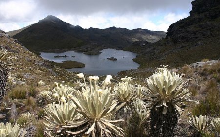 World Bank tribunal rules against Canadian miner in legal dispute with Colombia