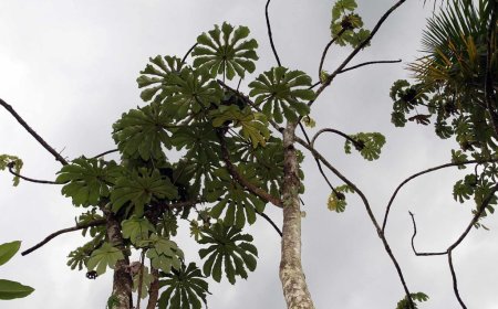 Illegal gold mining contaminated this land. Trees and plants are healing it